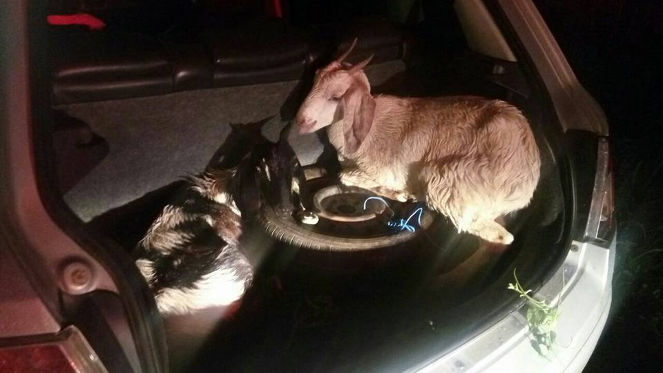 Grupo teria roubado ainda dois bodes na zona rural de Altos
