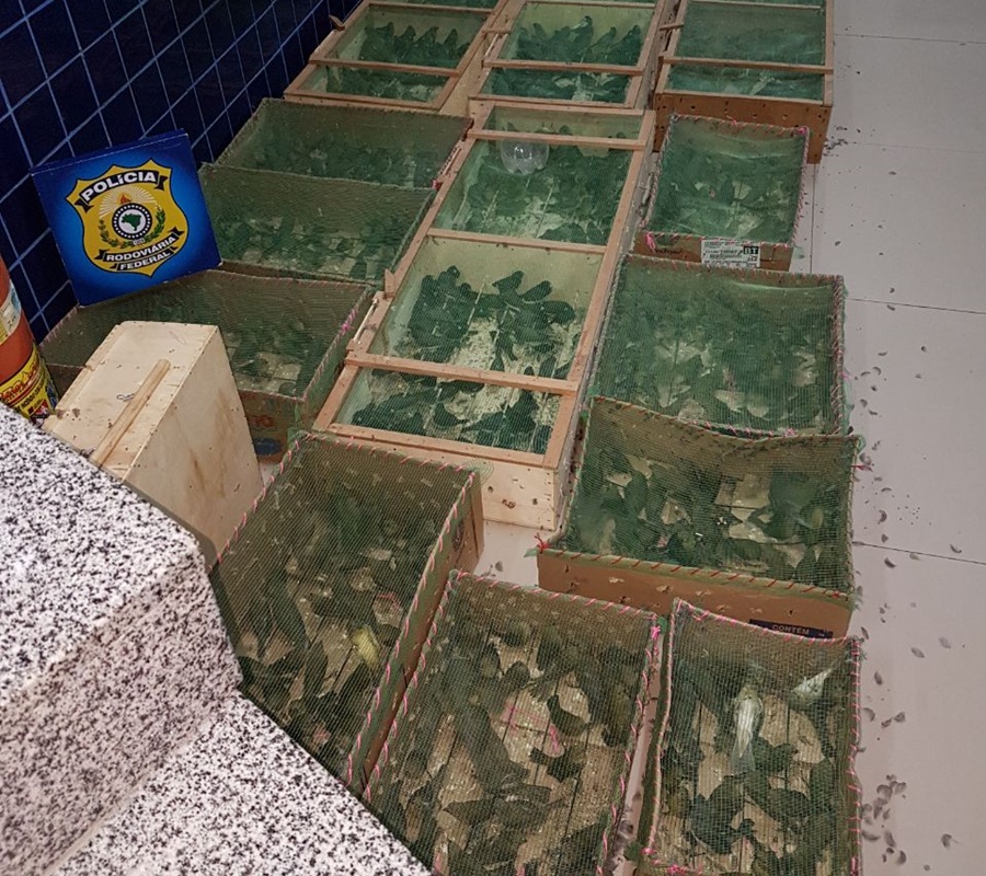 Foram encontradas mais de 1.200 aves no veículo do suspeito.