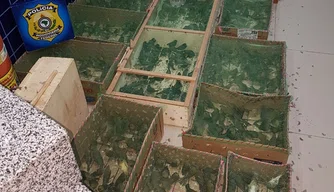 Foram encontradas mais de 1.200 aves no veículo do suspeito.