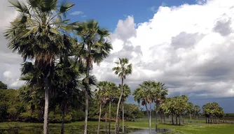 Carnaúba é eleita árvore símbolo do Piauí