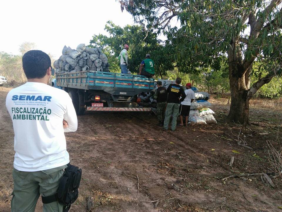 Semar destrói fornos de carvão clandestinos em Regeneração.