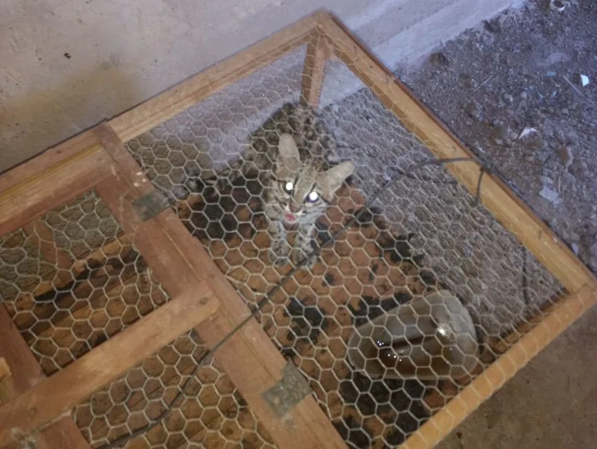 Animais resgatados durante operação Ártemis.