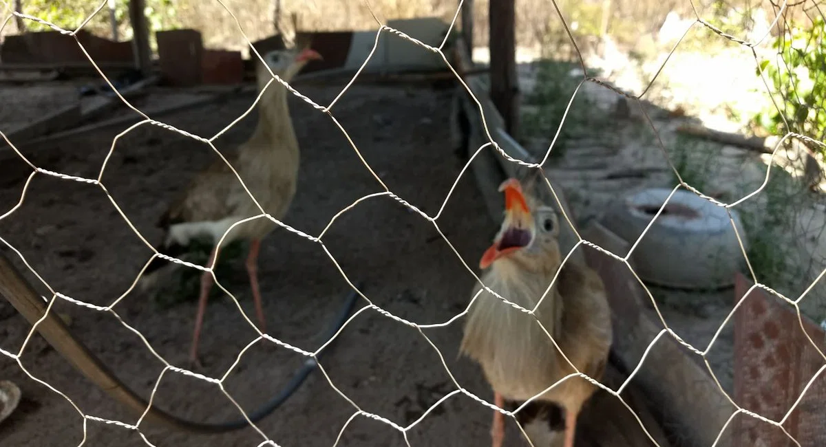 Animais resgatados durante operação Ártemis.