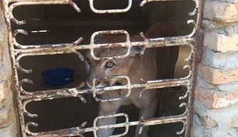 Animais resgatados durante operação Ártemis.
