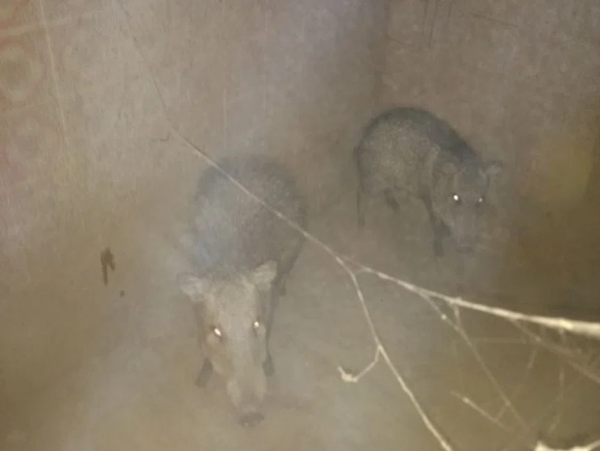 Animais resgatados durante operação Ártemis.