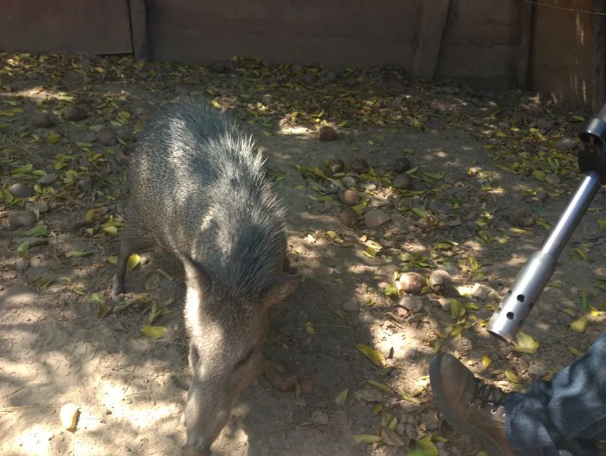 Animais resgatados durante operação Ártemis.
