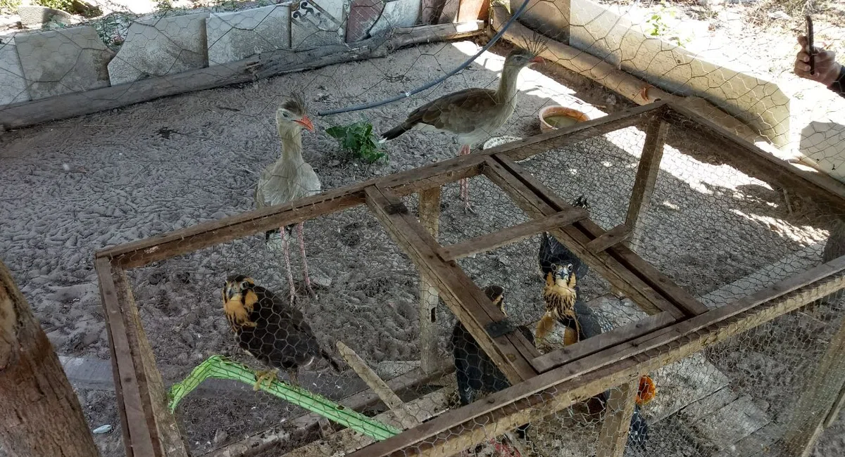 Animais resgatados durante operação Ártemis.