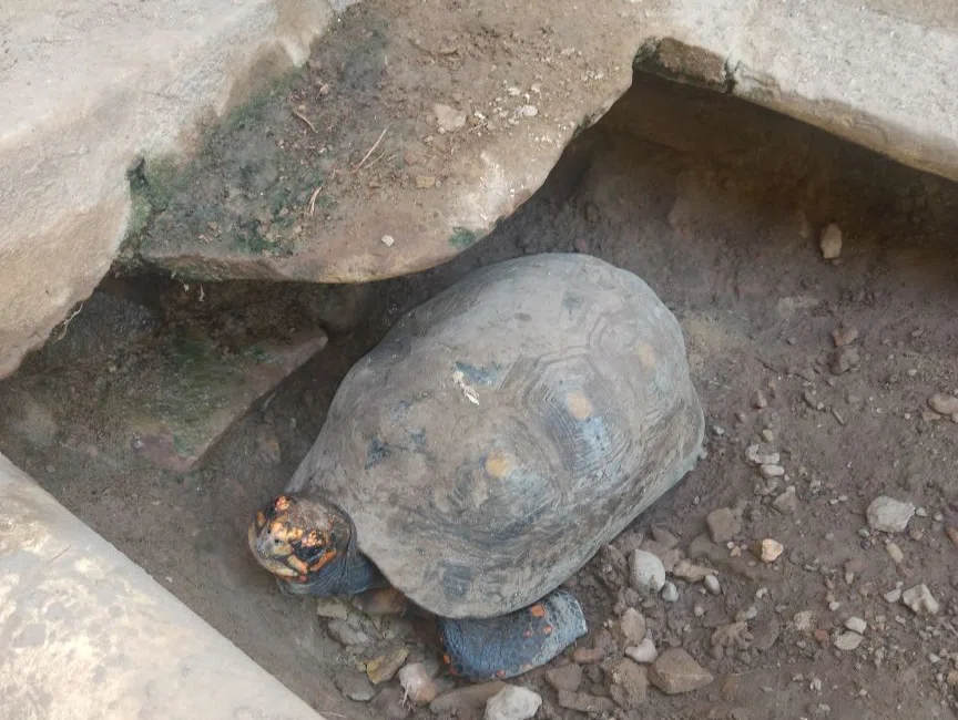 Animais resgatados durante operação Ártemis.