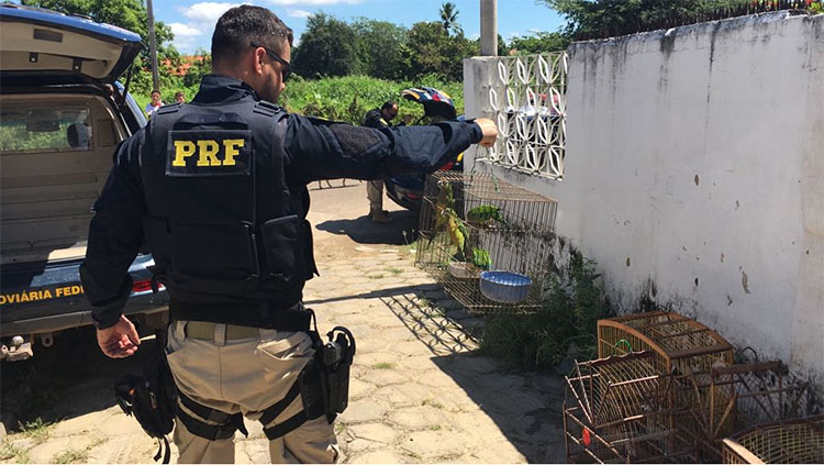 Os presos responderão pela prática de crimes ambientais.
