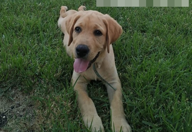 Cachorro roubado de residência no bairro Parque Alvorada, em Timon (MA).