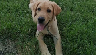 Cachorro roubado de residência no bairro Parque Alvorada, em Timon (MA).
