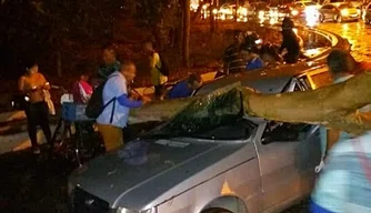 Árvore caiu em cima do carro na Ponte Metálica.