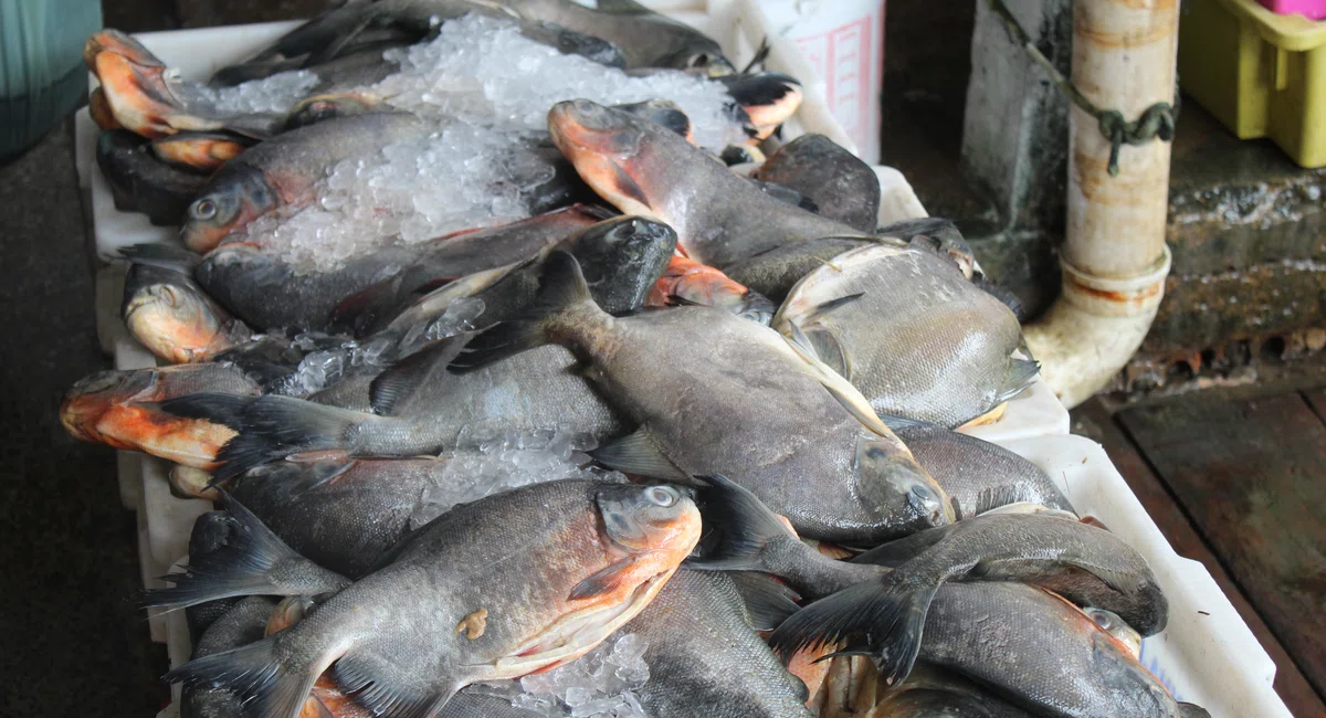 Mercado do Peixe