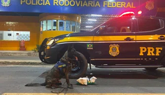 Cão farejador da PRF e drogas encontradas