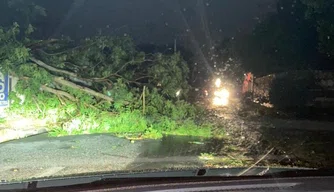 Forte temporal derruba árvores em Teresina.