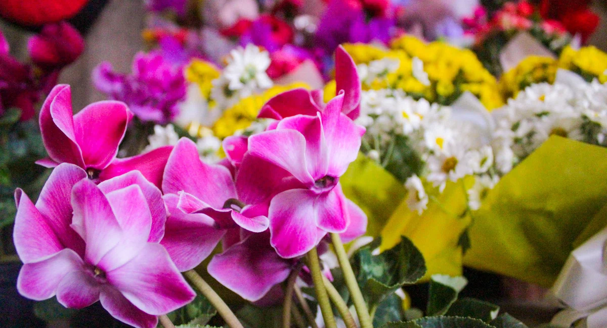 Venda de flores no Shopping natureza
