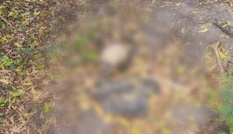 Ossada Humana é encontrada no bairro Pedra Mole, zona Leste de Teresina