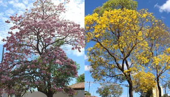 Ipês em Teresina