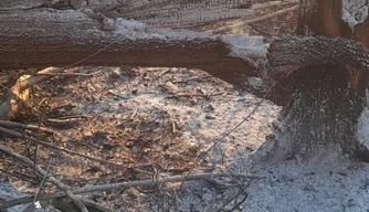 Queimadas próximas à rede elétrica causam riscos.