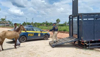 Operação Armentum apreende 18 animais em rodovias federais do Piauí.