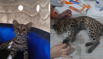 Gato-maracajá é resgatado após ter sido atropelado na BR-343 em Parnaíba.