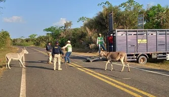 Operação da PRF retira animais soltos de rodovias