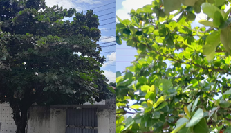 Árvore em contato com fiação elétrica