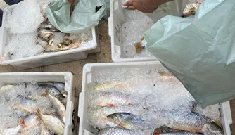 Pescado ilegal apreendidas pela Polícia Militar