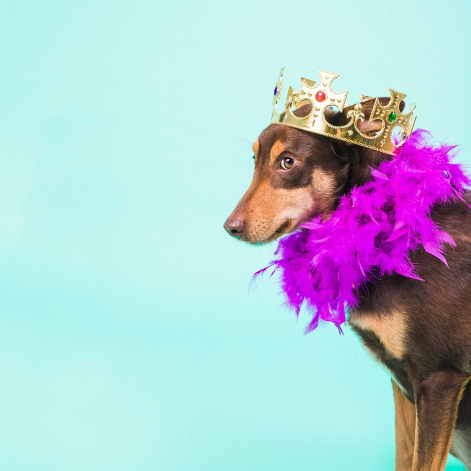 Bailinho de carnaval para pets