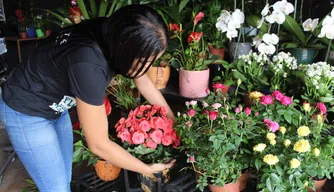 Florista organiza muda de flores