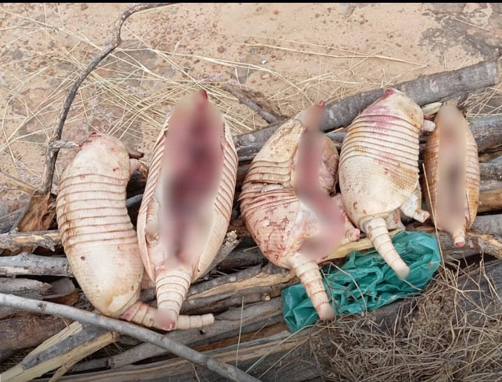Apreensão de tatus na zona rural de Dom Inocêncio