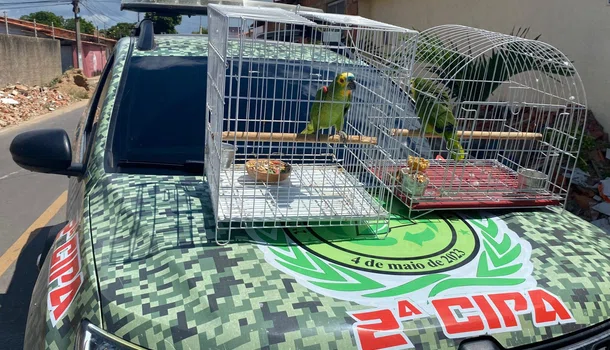 Polícia resgata papagaios mantidos em cativeiro dentro de casa em Parnaíba