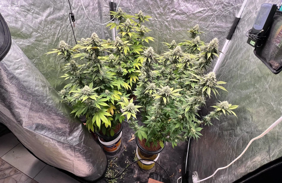 Maconha produzida em estufa