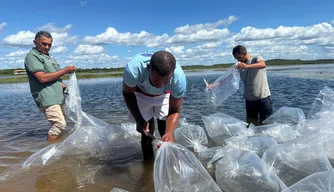 A doação de 100 mil alevinos – filhotes de peixe na cidade de Joaquim Pires.