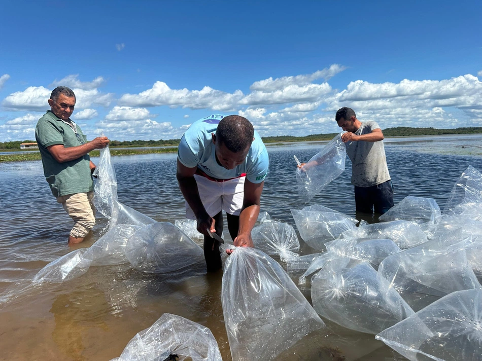 A doação de 100 mil alevinos – filhotes de peixe na cidade de Joaquim Pires.