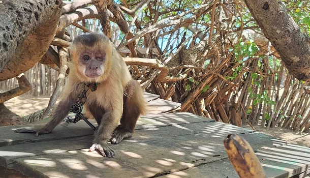 Macaco-prego resgatado pela Polícia Ambiental/PM - PI.