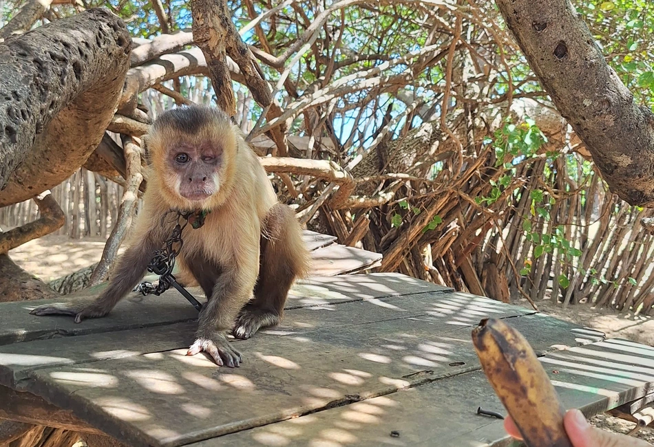 Macaco-prego resgatado pela Polícia Ambiental/PM - PI.