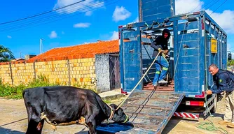 SSP-PI apreende 60 animais em operação