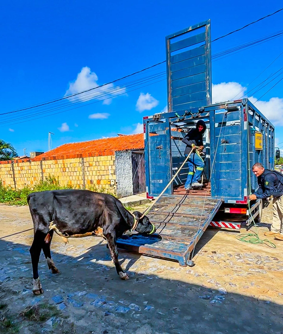 SSP-PI apreende 60 animais em operação