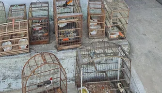 Aves apreendidas mantidas em cativeiro