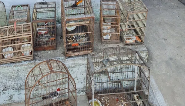 Aves apreendidas mantidas em cativeiro