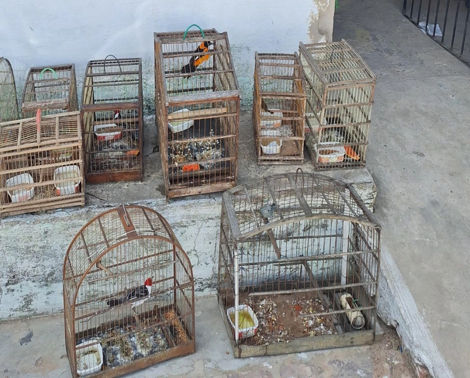 Aves apreendidas mantidas em cativeiro
