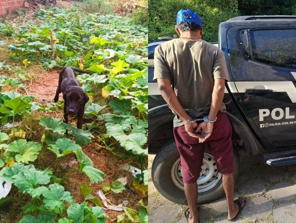 Homem acusado de praticar maus-tratos contra uma cadela