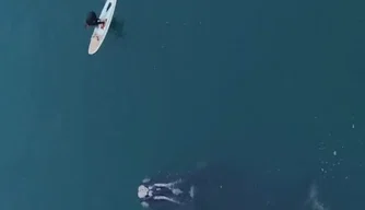 baleia-franca, que estava presa em uma rede de pesca desde foi resgatada.
