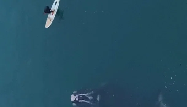 baleia-franca, que estava presa em uma rede de pesca desde foi resgatada.