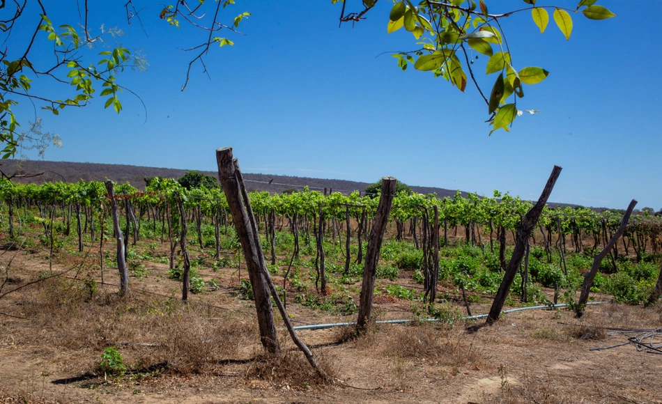 Parreiral cultivado em área irrigada no município de Pedro Laurentino, no semiárido piauiense.