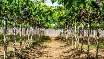 Parreiral de uvas cultivado no assentamento Marrecas, produção assistida no semiárido piauiense.