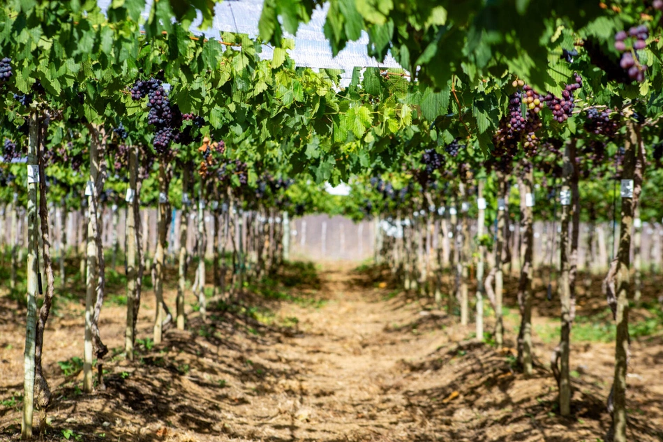 Parreiral de uvas cultivado no assentamento Marrecas, produção assistida no semiárido piauiense.
