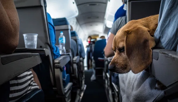 Projeto de lei que autoriza transporte de animais em ônibus é promulgado no Piauí