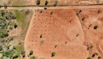 Gel natural criado no Piauí .